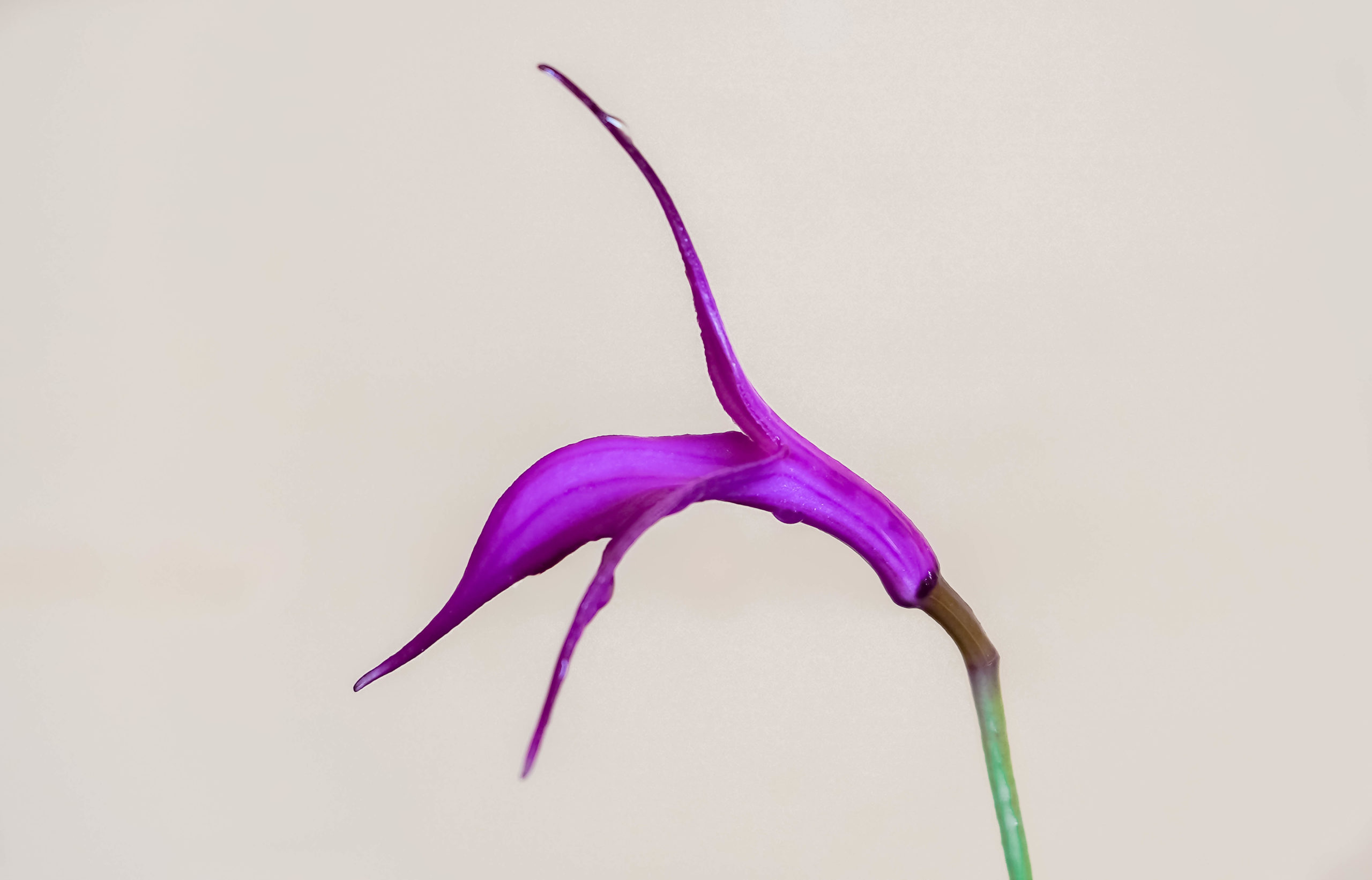 FLOR DE HUAGANKU