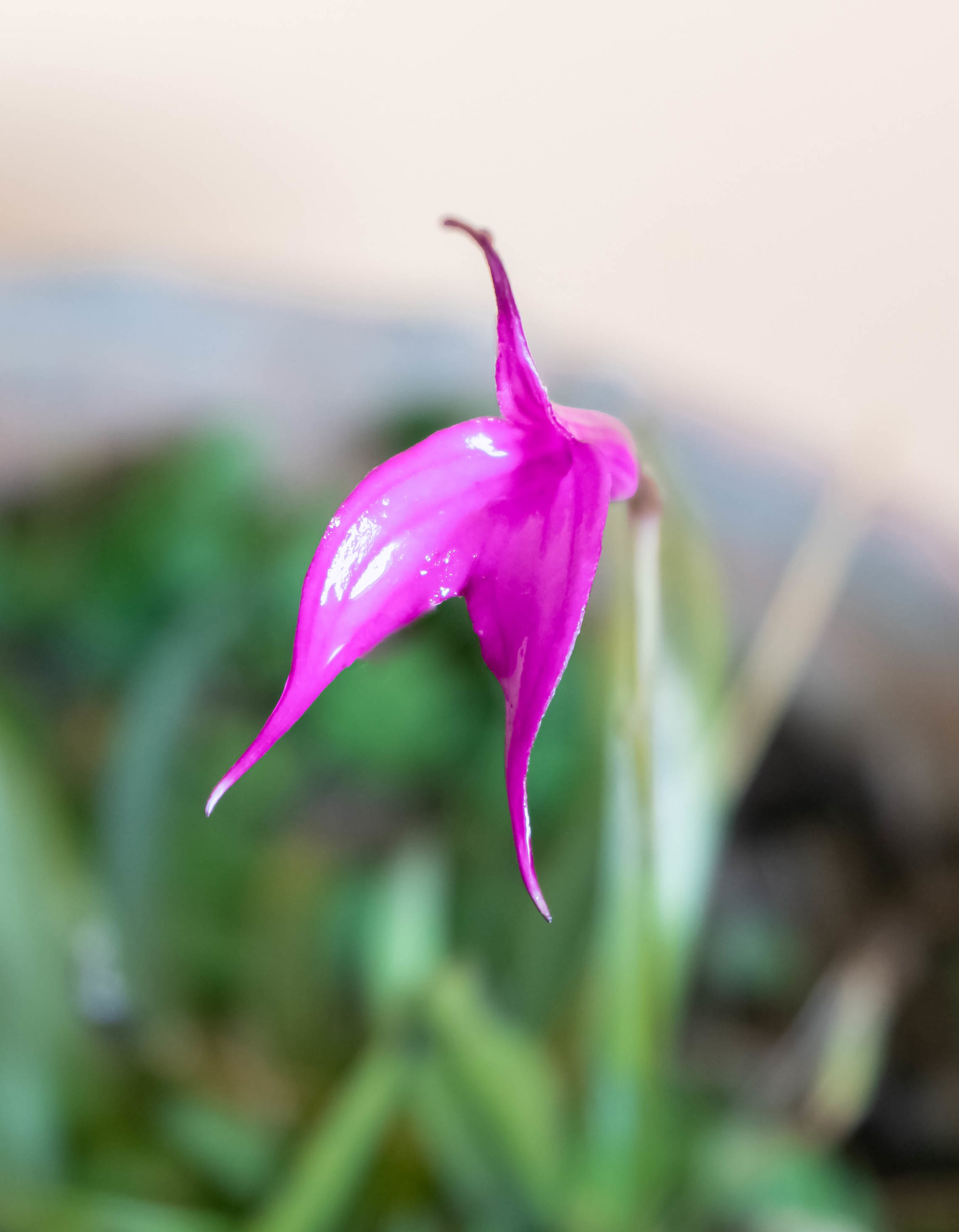 FLOR DE HUAGANKU