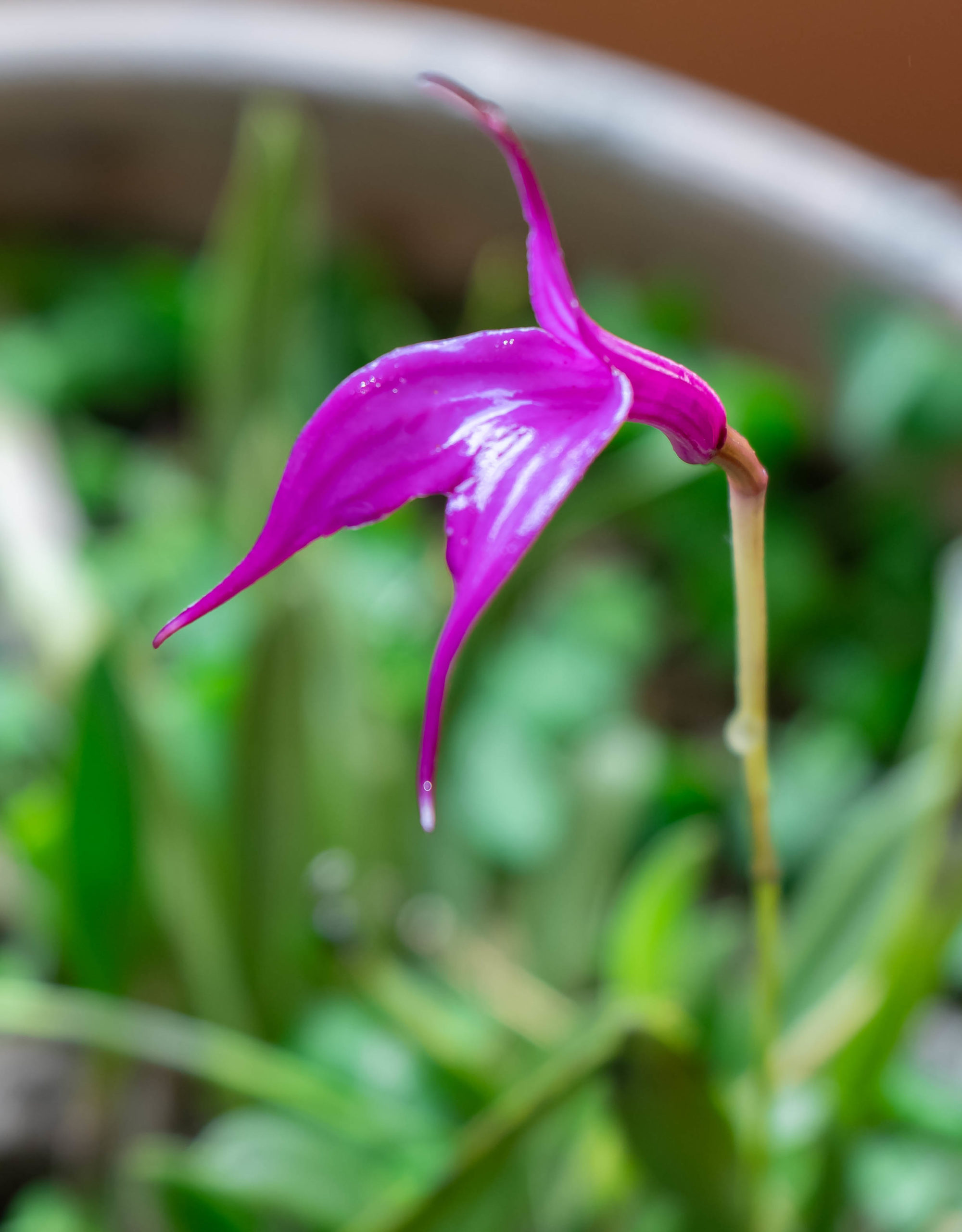 FLOR DE HUAGANKU