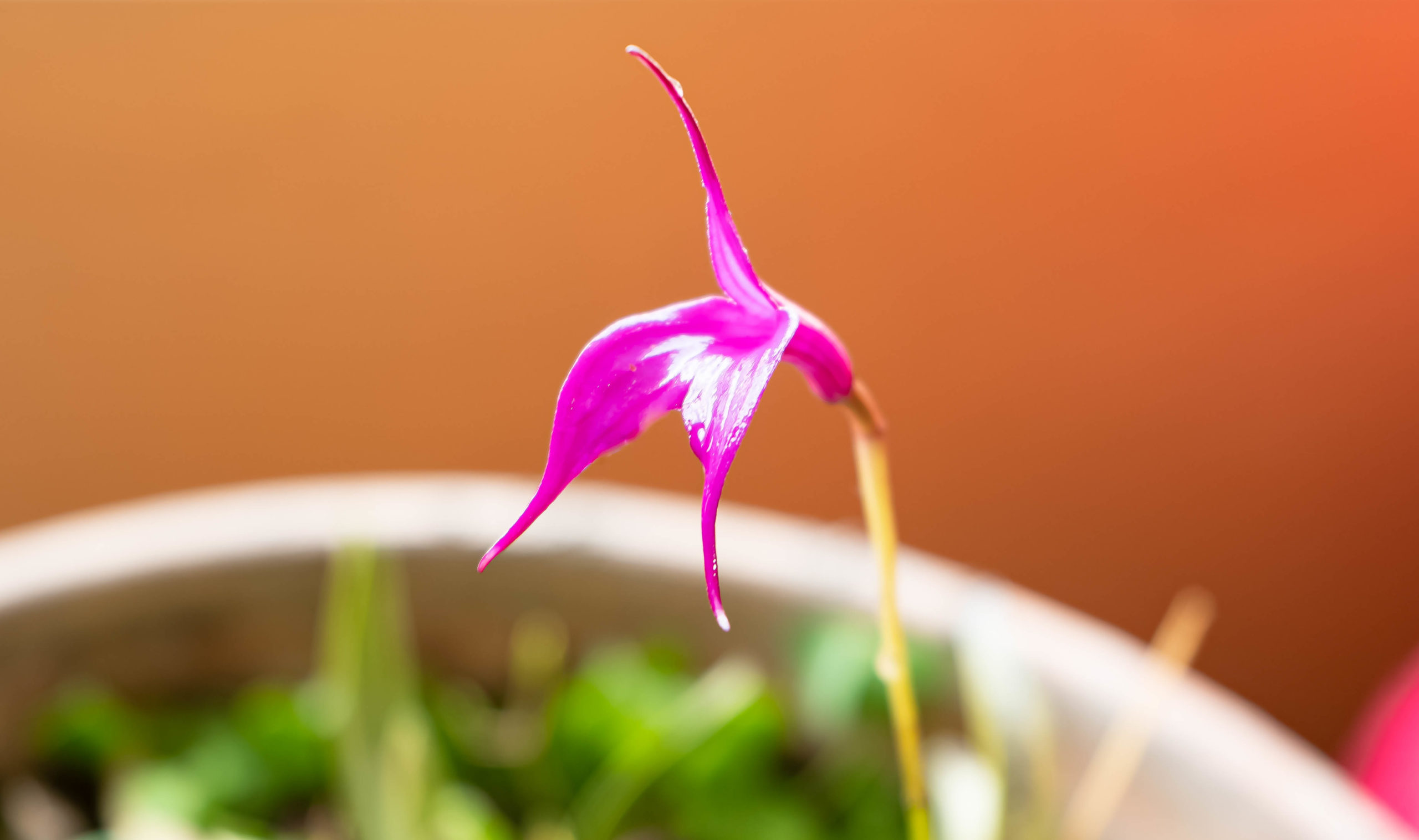 FLOR DE HUAGANKU