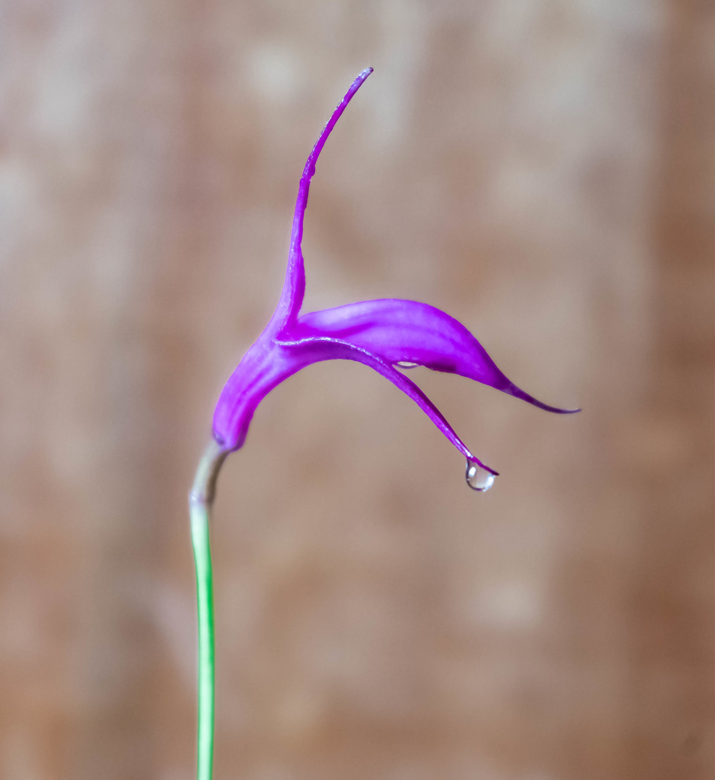 FLOR DE HUAGANKU