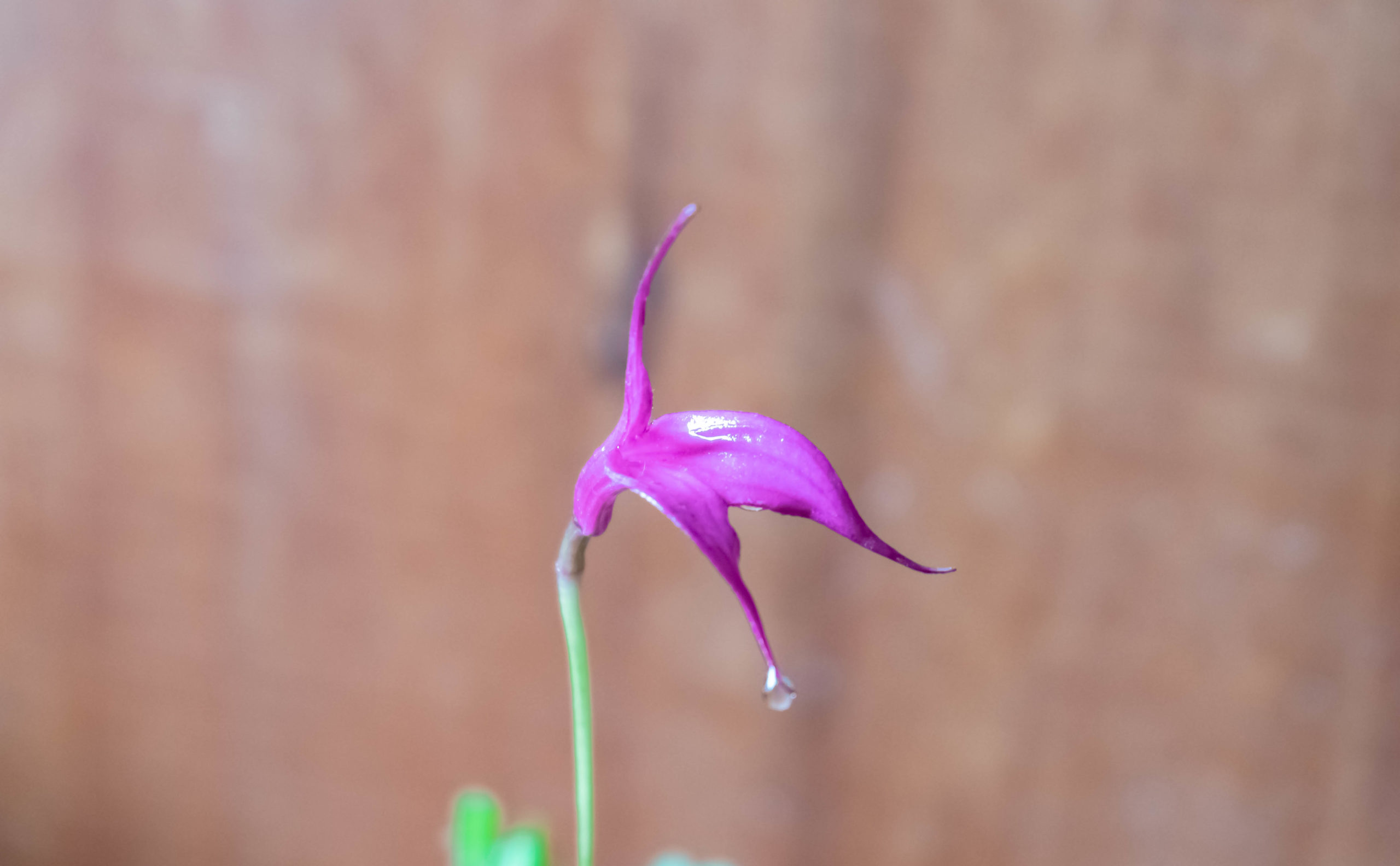 FLOR DE HUAGANKU